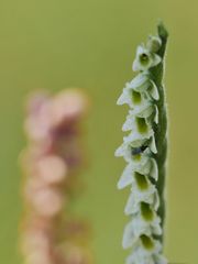 Herbst-Wendelähre (Spiranthes spiralis)