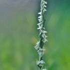 Herbst-Wendelähre (Spiranthes spiralis)