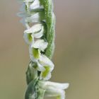 Herbst-Wendelähre (Spiranthes spiralis)