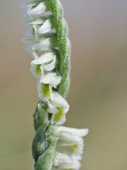 Herbst-Wendelähre (Spiranthes spiralis)