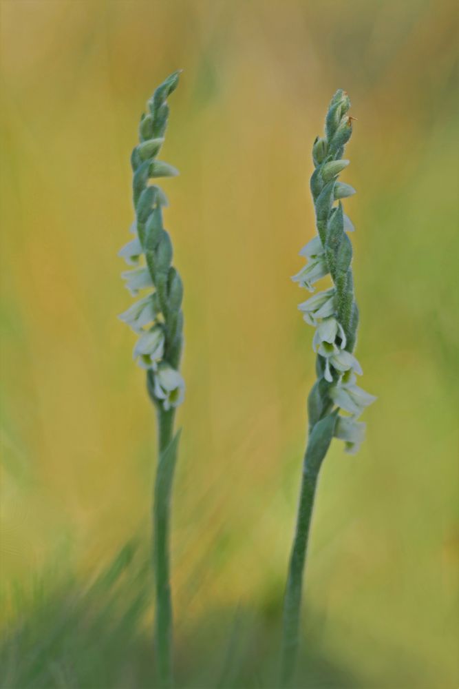 Herbst-Wendelähre (Spiranthes spiralis)