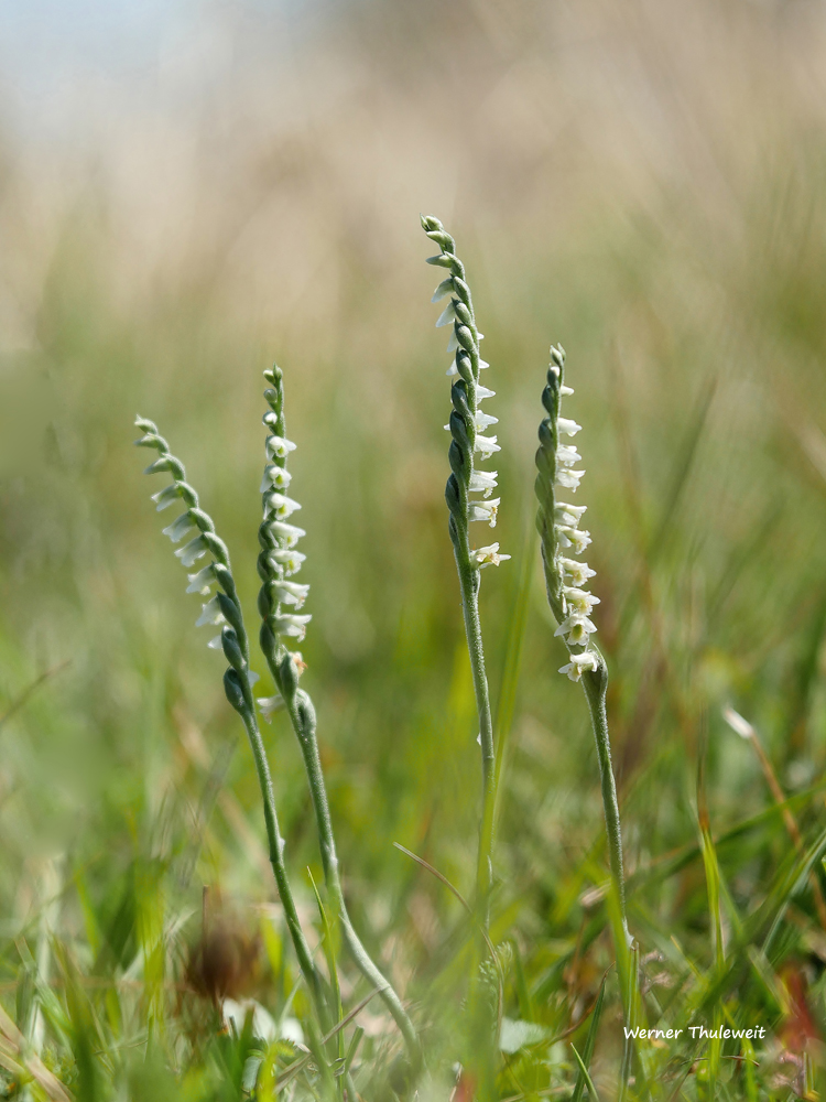 Herbst-Wendelähre (Spiranthes spiralis)