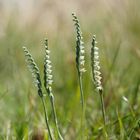 Herbst-Wendelähre (Spiranthes spiralis)