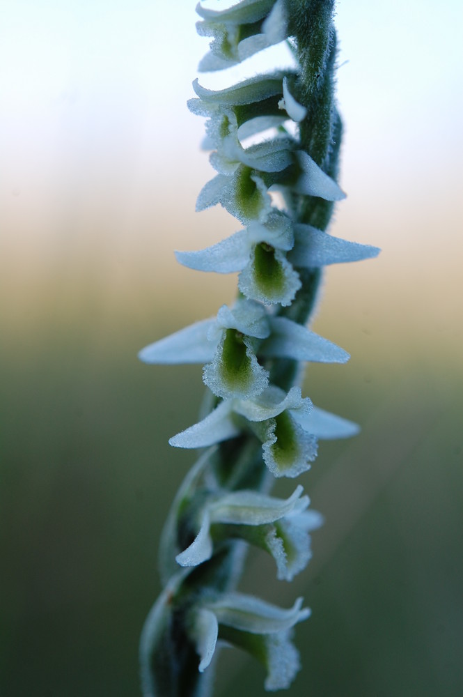 Herbst Wendelähre(Spiranthes spiralis) in Nordhessen/Trendelburg 19.8.09