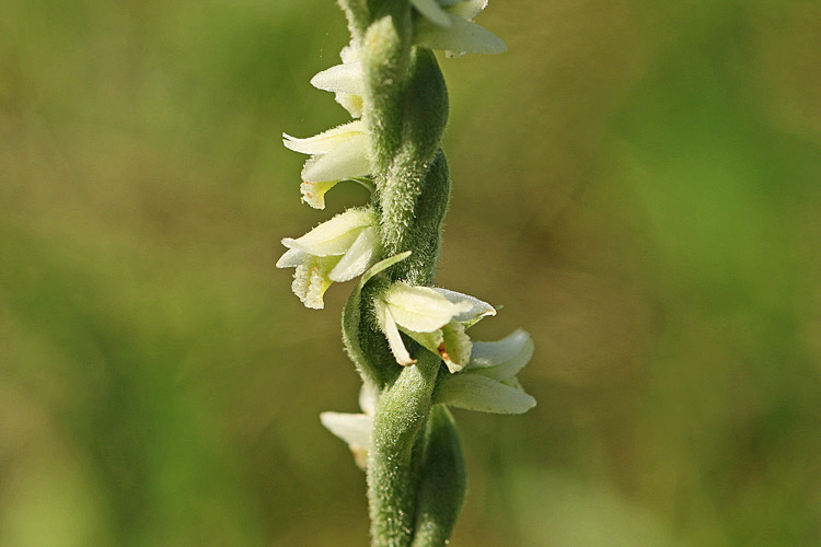 Herbst-Wendelorchis 