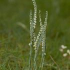 Herbst- Wendelorchis (Spiranthes spiralis)