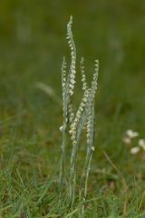 Herbst- Wendelorchis (Spiranthes spiralis)