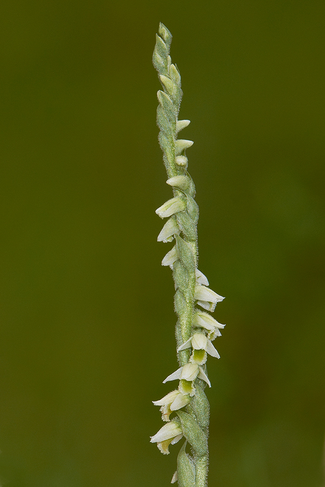 Herbst- Wendelorchis (Spiranthes spiralis) Blütenstand