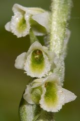 Herbst- Wendelorchis (Spiranthes spiralis) Detail_1