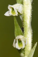 Herbst- Wendelorchis (Spiranthes spiralis) Detail_2