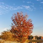 Herbst (wenigstens ein bisschen)