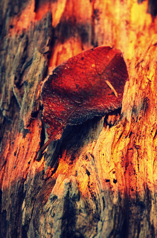 Herbst - wenigstens ein Sonnenstrahl auf totem Holz