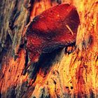 Herbst - wenigstens ein Sonnenstrahl auf totem Holz