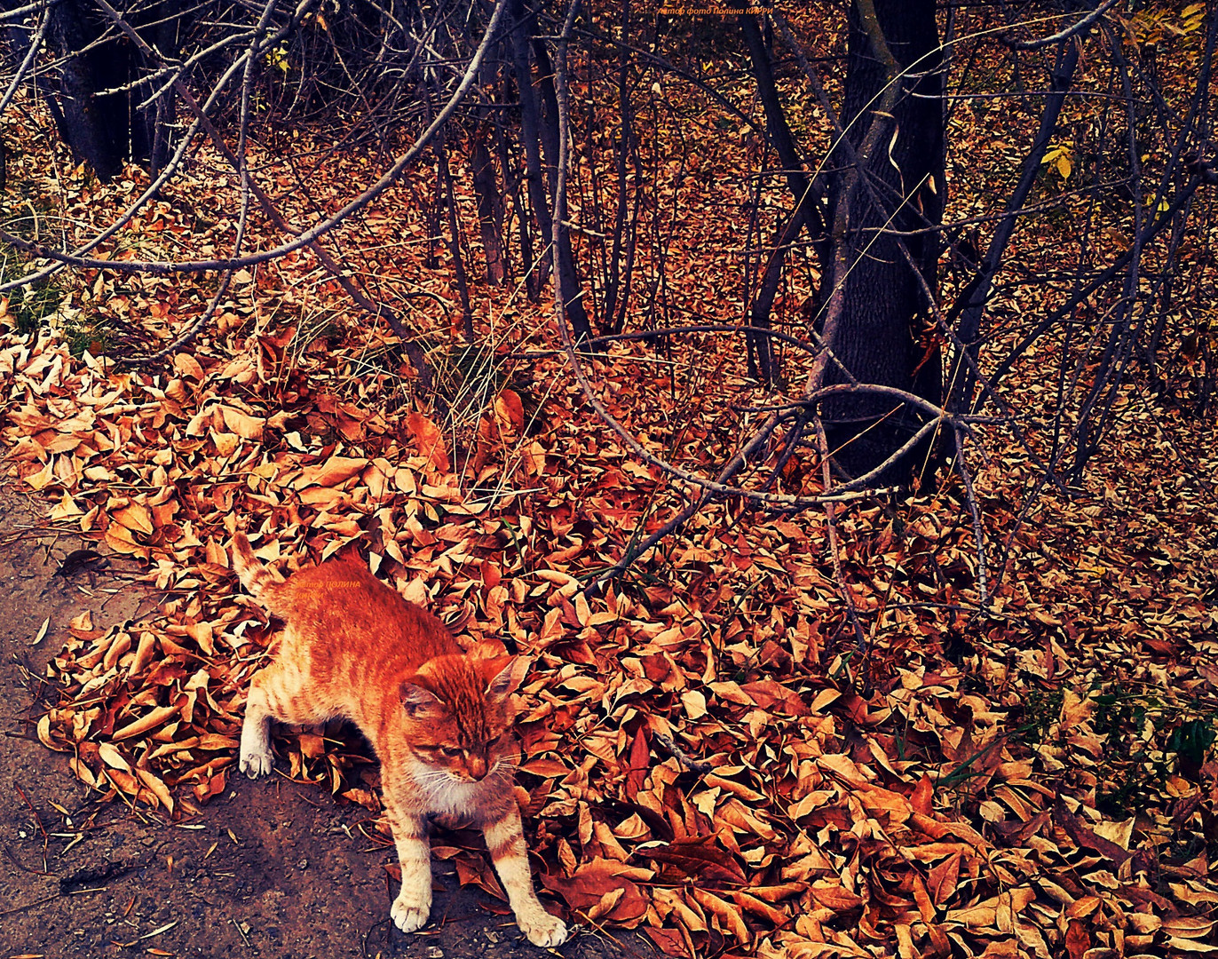 Herbst-wie der rote Kätzchen