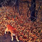 Herbst-wie der rote Kätzchen