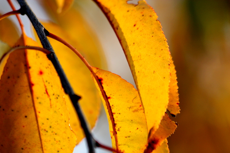 Herbst, wie ich ihn liebe