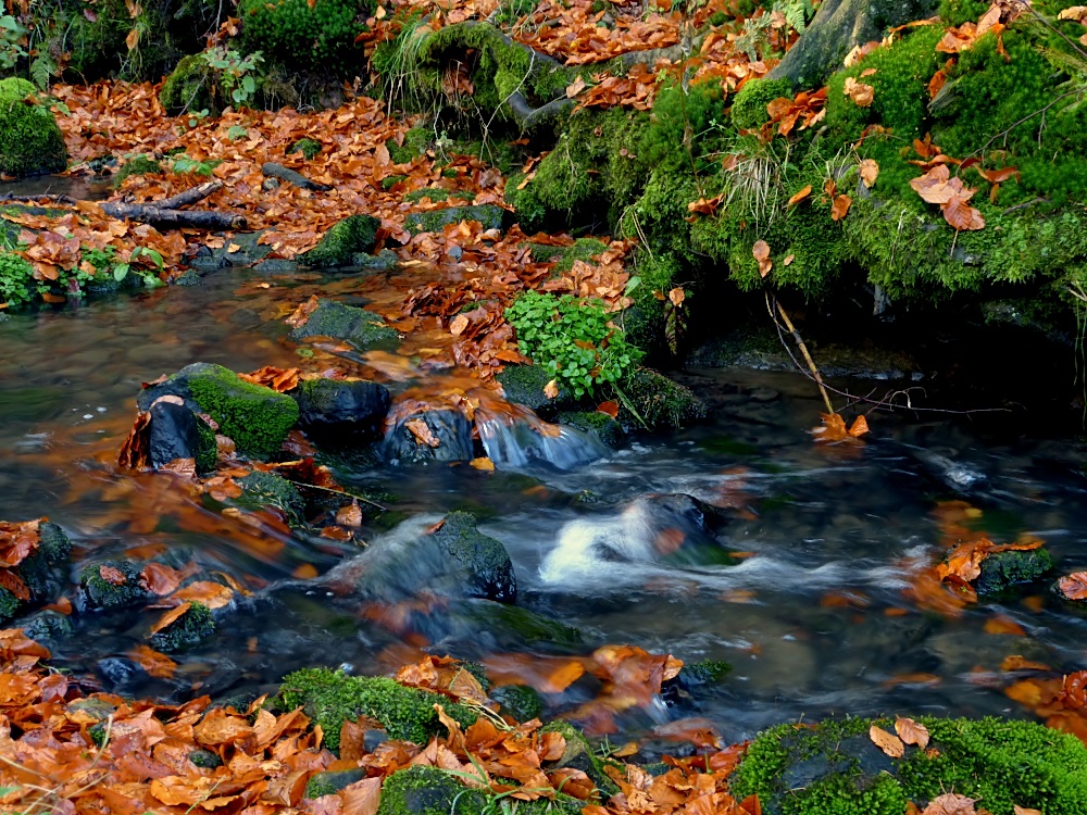 Herbst wie ich ihn mag # 1