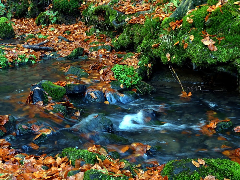 Herbst wie ich ihn mag