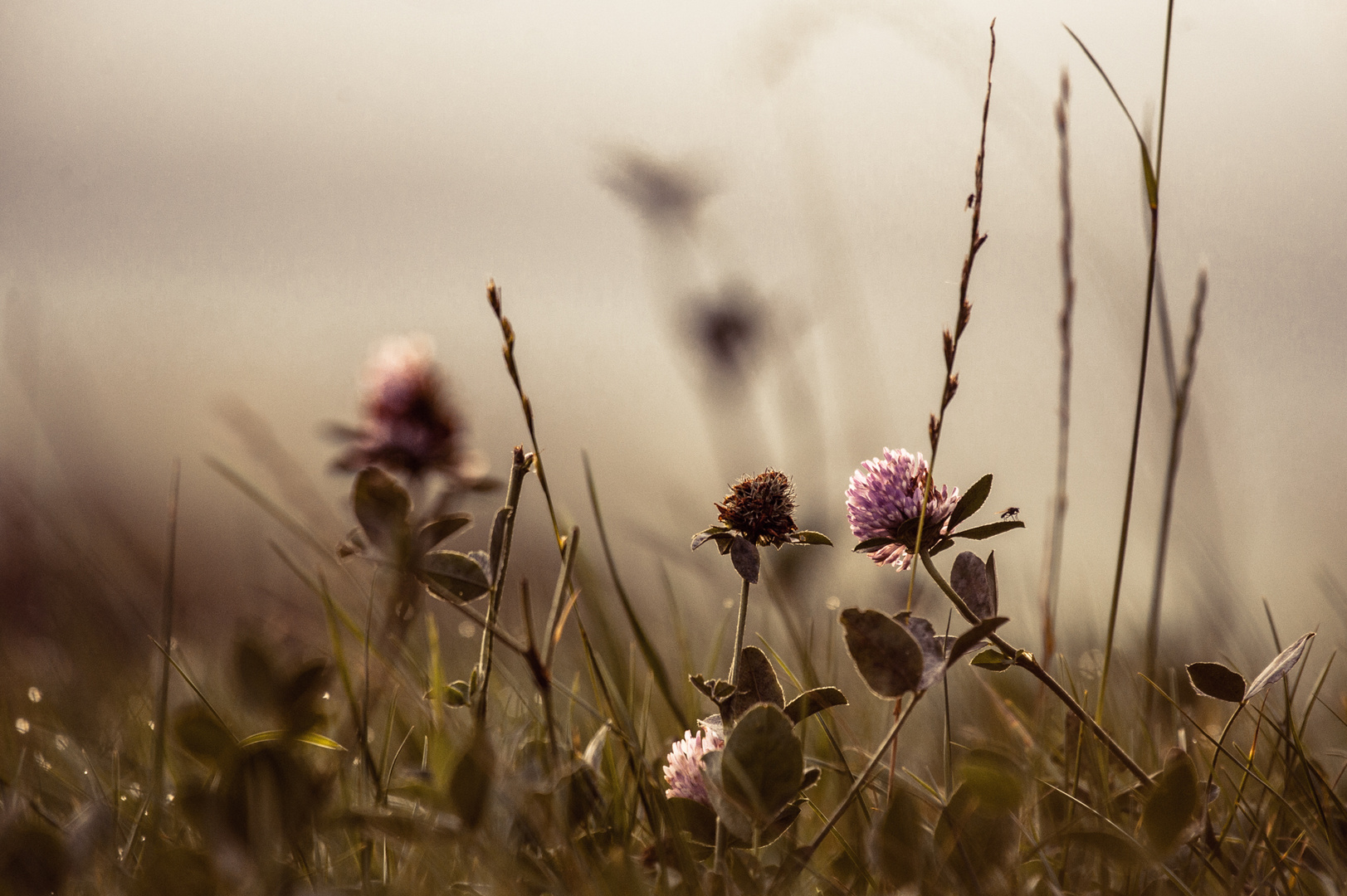 Herbst Wiese