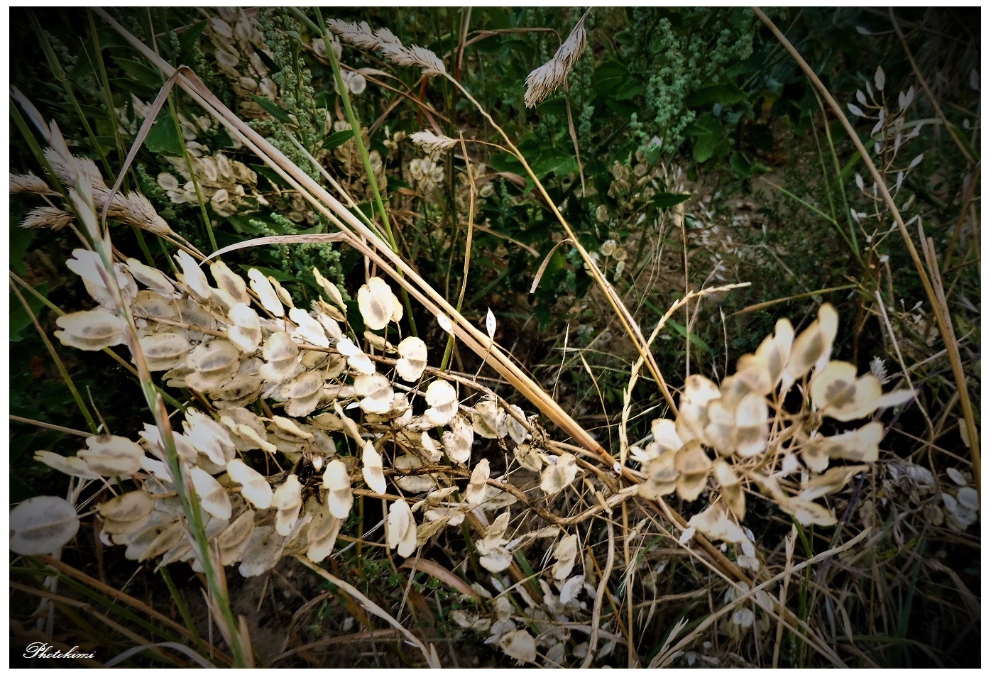 Herbst Wiese