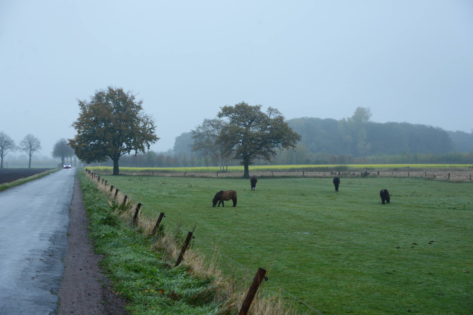 Herbst- Wiese