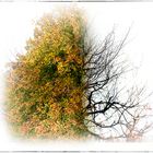 Herbst-Winter