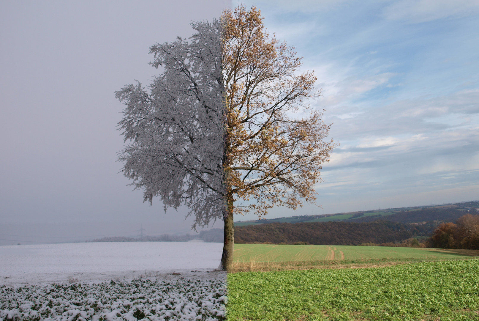 Herbst Winter Foto Bild Pflanzen Pilze Flechten Baume Laubbaume Bilder Auf Fotocommunity
