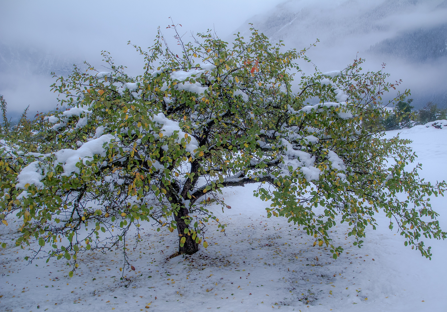 Herbst - Winter