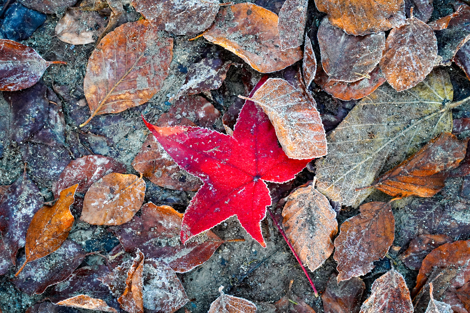 Herbst - Winter