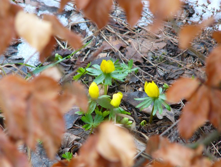 Herbst - Winter - Frühling