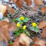 Herbst - Winter - Frühling