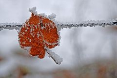 Herbst - Winter - Frühling