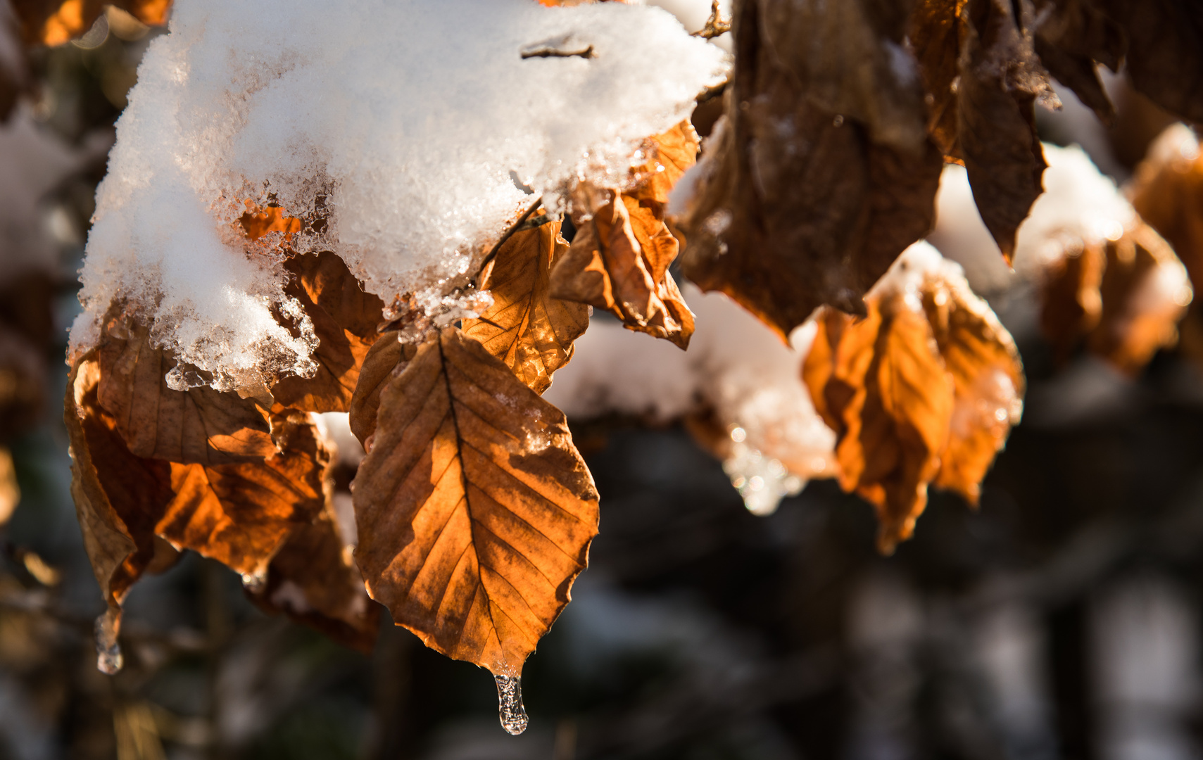 Herbst -Winter- Frühling