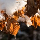 Herbst -Winter- Frühling