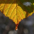 Herbst-Winter-Kollektion