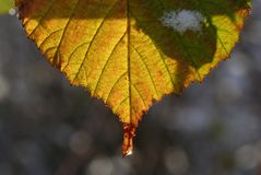 Herbst-Winter-Kollektion