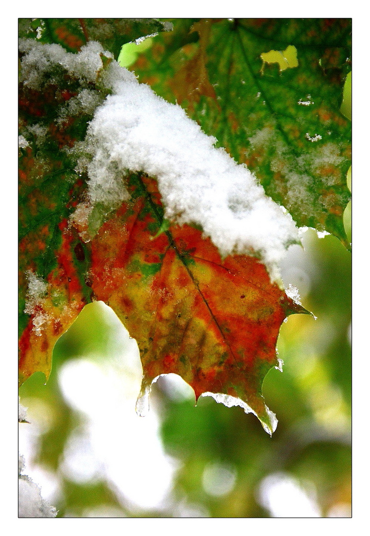 Herbst-Winter Kollektion