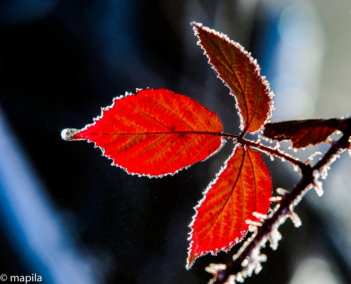 Herbst Winter Leuchten....rot