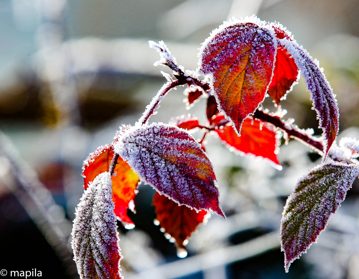 Herbst Winter Leuchten....rot-gelb