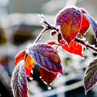 Herbst Winter Leuchten....rot-gelb