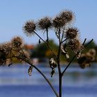 Herbst-Winter-Schönheiten