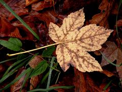 Herbst-Winter-Schwelle