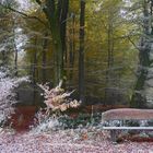 Herbst-Winter-Wald
