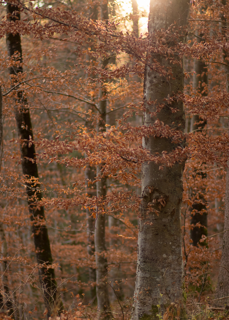 Herbst-Winterwald