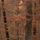 Herbst-Winterwald