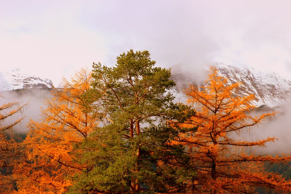 Herbst wird Winter