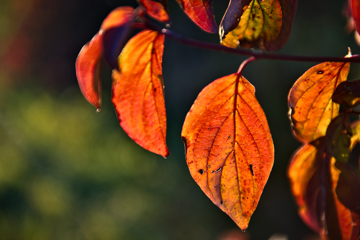 Herbst wird's