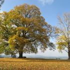 Herbst wird´s auf dem Schlossberg