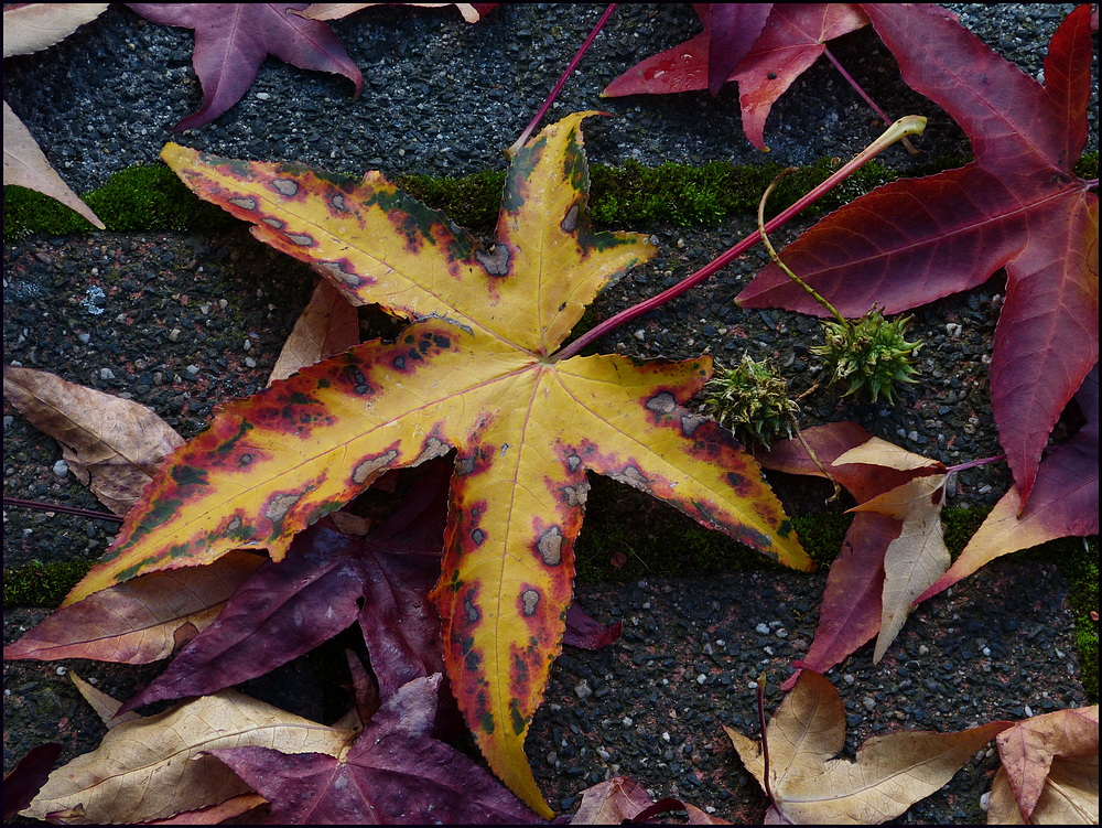 Herbst wohin man schaut