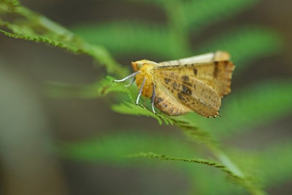Herbst-Zackenrandspanner (Ennomos autumnaria)